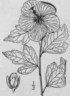6 Hibiscus Tri Num L Bladder Ketmia Flower Of An H 1217