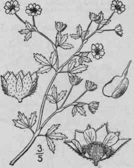 6 Potentilla Nicoll Tii S Wats Sheldon Nicollet s  574