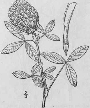 6 Trifolium Prat Nse L Red Purple Or Meadow Clover 822