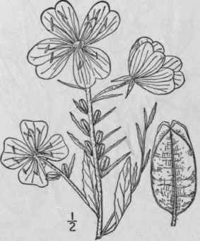 7 Kneiffia Frutic Sa L Raimann Common Sundrops 1397