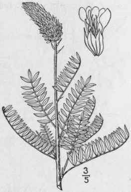 7 Petalostemum Foli Sum A Gray Leafy Prairie Clove 860