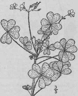 7 Xanthoxalis Interior Small Midland Wood Sorrel 1013