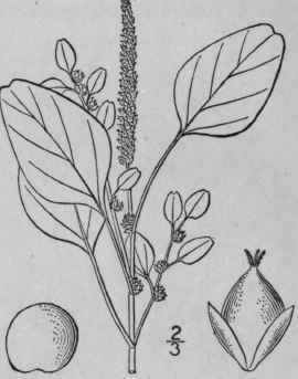 8 Amaranthus Lividus L Purplish Amaranth 8