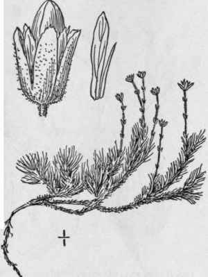 8 Arenaria Sajanensis Willd Siberian Sandwort 126