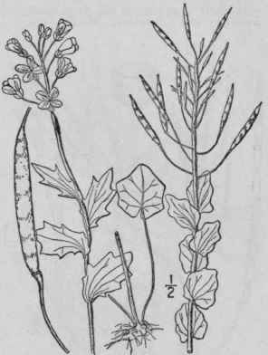 8 Cardamine Dougl Ssii Torr Britton Purple Cress 432