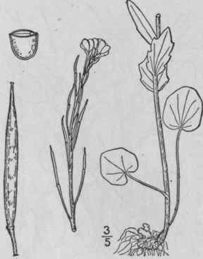 8 Cardamine Dougl Ssii Torr Britton Purple Cress 433