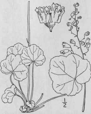 8 Heuchera Hispida Pursh Rough Heuchera 523