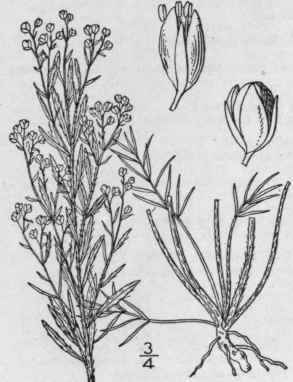 8 Lechea Junip Rina Bicknell Maine Pin Weed 1264