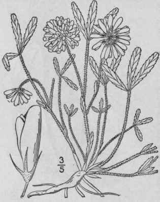 8 Trifolium Beckwithii Brewer Beck With s Clover 824