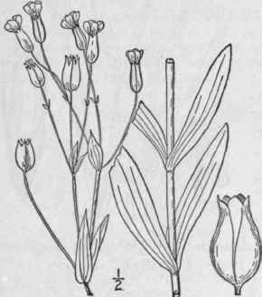 8 Vaccaria Medic Phil Bot 1 96 1789 171