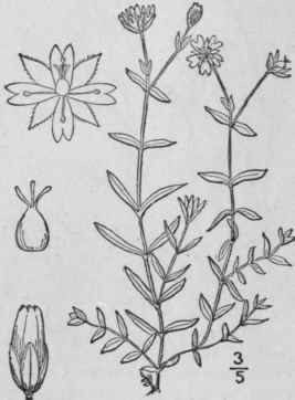 9 Cerastium Cerastioides L Britton Starwort Chickw 113