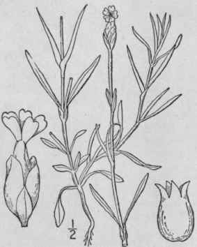 9 Dianthus L Sp Pl 409 1753 172