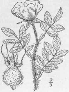 9 Rosa Nitida Willd Northeastern Rose Wild Or Shin 657