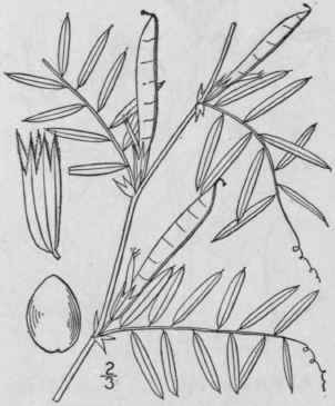 9 Vicia Sativa L Common Vetch Or Tare Pebble Vetch 964