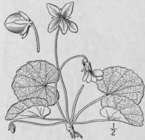 9 Viola Hirs Tula Brainerd Southern Wood Violet 1273