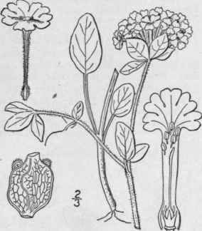 I Abronia Fr Grans Nutt White Abronia 73