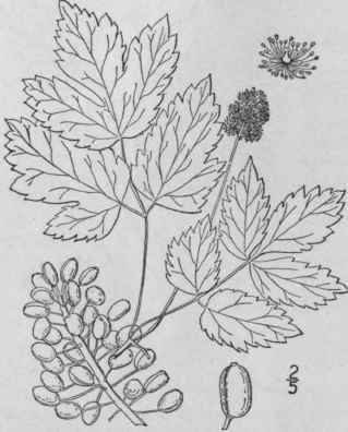 I Actaea R Bra Ait Willd Red Baneberry Black Cohos 204