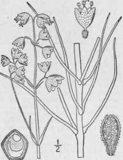 I Allionia Line Ris Pursh Narrow Leaved Umbrella W 68