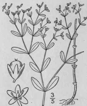 I Anychia Polygonoides Raf Forked Chick Weed 66