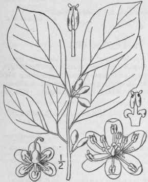 I Benzoin Aestiv Le L Nees Spice Bush Or Wood Benj 313