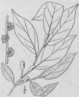 I Benzoin Aestiv Le L Nees Spice Bush Or Wood Benj 314