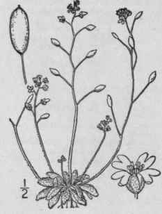 I Draba V Rna L Vernal Whitlow Grass Shad Flower N 339