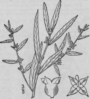 I Ludwigia Sphaeroc Rpa Ell Globe Fruited Ludwigia 1358