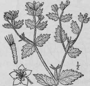 I Mentzelia Oligosp Rma Nutt Few Seeded Mentzelia 1318