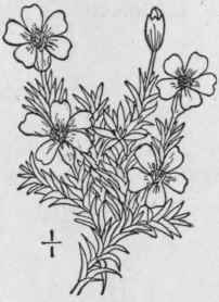 I Silene Ac Ulis L Moss Campion 143