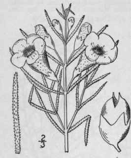 1 Agalinis Linifolia Nutt Britton Flax Leaved Agal 490