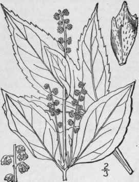 1 Ambrosia Bidentata Michx Lance Leaved Ragweed 797