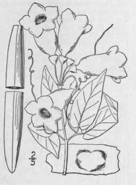 1 Anisostichus Capreolata L Bureau Tendrilled Trum 554