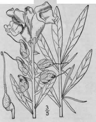 1 Antirrhinum Majus L Great Snapdragon Lion s Mout 418
