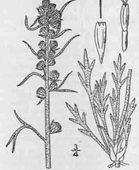1 Artemisia Caudata Michx Tall Or Wild Wormwood 1243