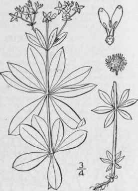 1 Asperula Odorata L Sweet Woodruff 624