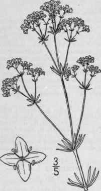 1 Asperula Odorata L Sweet Woodruff 625