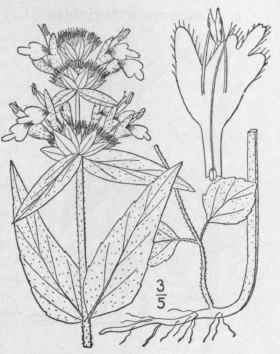 1 Blephilia Ciliata L Raf Downy Ble Philia 316