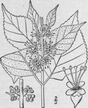 1 Callicarpa Americana L French Or Bermuda Mulberr 234