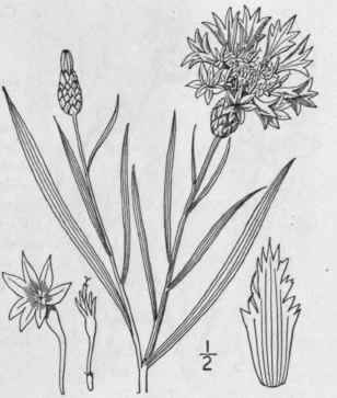 1 Centaurea Cyanus L Blue Bottle Corn Blue Bottle  1327