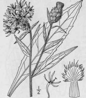 1 Centaurea Cyanus L Blue Bottle Corn Blue Bottle  1328
