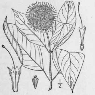 1 Cephalanthus Occidentalis L Button Bush Button T 594