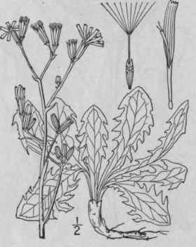 1 Chondrilla Juncea L Gum Succory 732