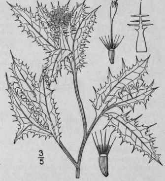 1 Cnicus Benedictus L Blessed Thistle Our Lady s T 1337