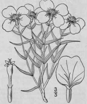 1 Crassina Grandiflora Nutt Kuntze Prairie Zinnia 1107