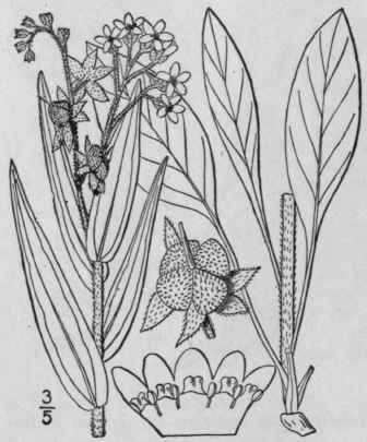 1 Cynoglossum Officinale L Hound s Tongue Gipsy Fl 179