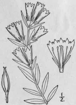 1 Dasystephana Affinis Griseb Rydb Oblong Leaved G 24