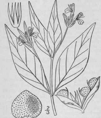 1 Dianthera Americana L Dense Flowered Water Willo 565