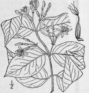 1 Diervilla Diervilla L Macm Bush Honeysuckle 664