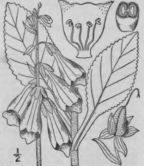 1 Digitalis Purpurea L Purple Foxglove Thimbles Fa 480