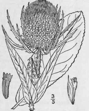 1 Dipsacus Sylvestris Huds Wild Common Or Card Tea 677